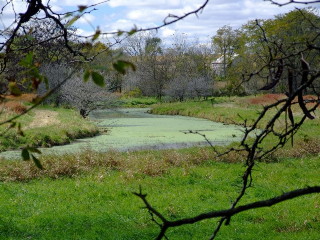 A more colorful view of some wetlands